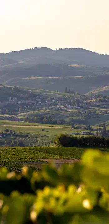 011_etienne_ramousse_destination_beaujolais_paysages_vignobles_hd_2019-min.jpg